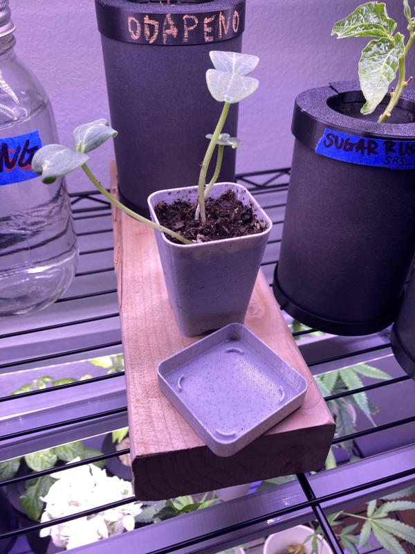 Drip Tray for SuddenD Seeding Pot