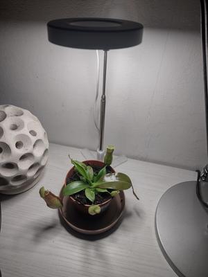 USB grow light stand