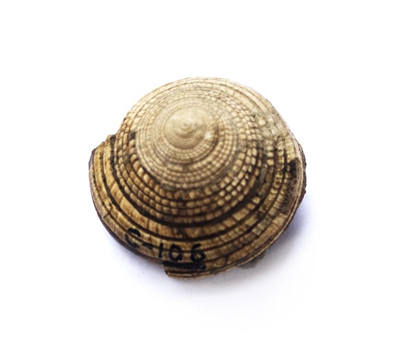 Architectonica nobilis