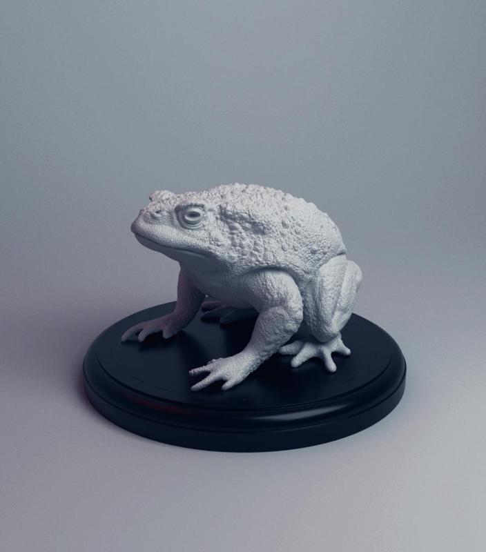 Realistic Toad