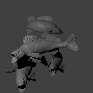 Pikeperch several variants