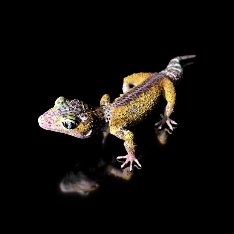 Leopard Gecko (Color Shape)-STL 3D Print File - with Full-5