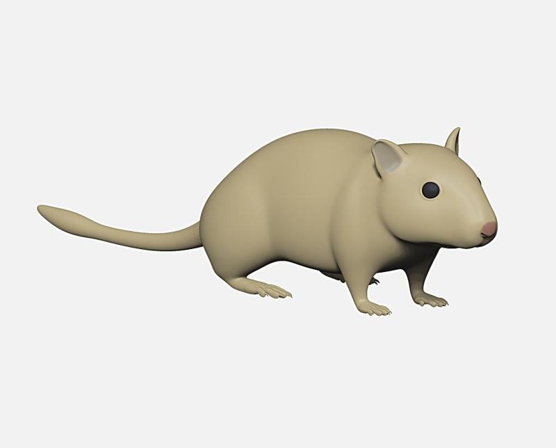 gerbil