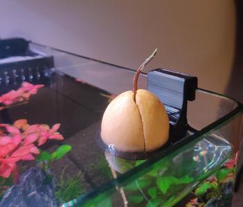 Avocado support for aquarium