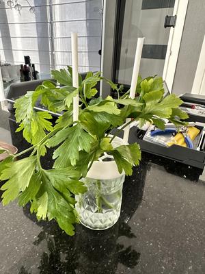 Mason Jar Fridge Herb