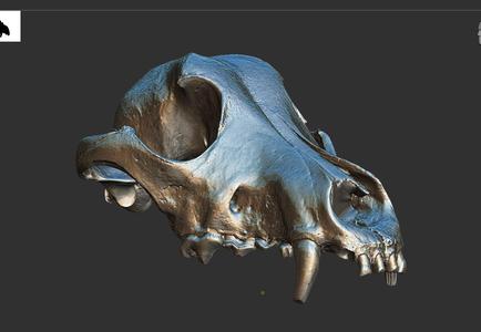 High-precision scanned model of a dog skull