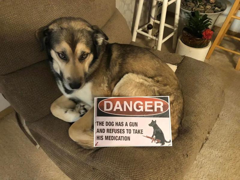 Dog Has a Gun (Hueforge)   