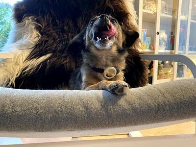 Dog collar airtag holder