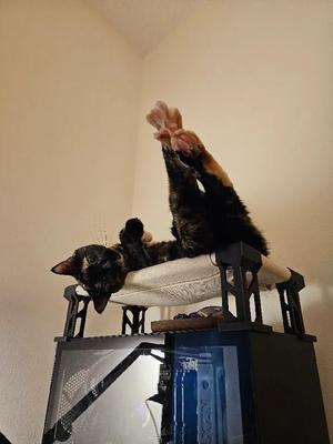 Cat bed brackets   