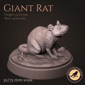 Giant rat