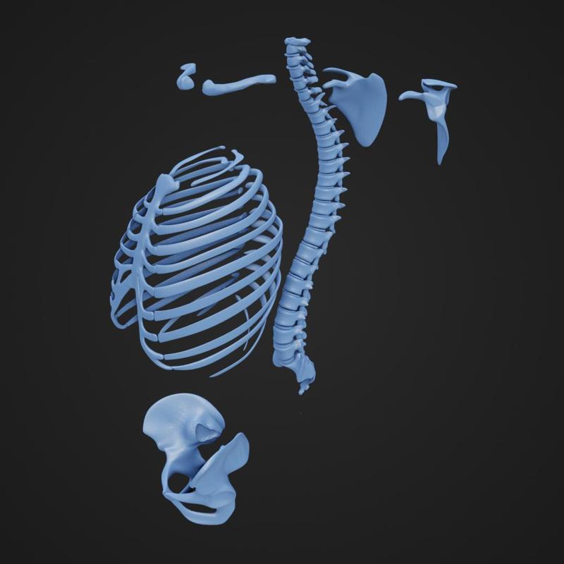 Torso Skeletal Parts