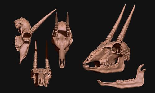 Ourebia ourebi - Oribi Skull
