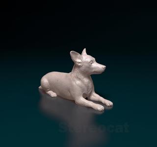 Jack Russell terrier