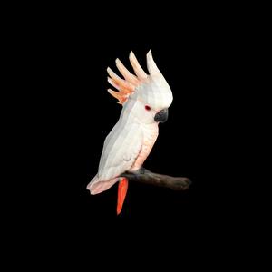 Parrot