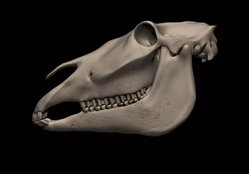 Horse Skull
