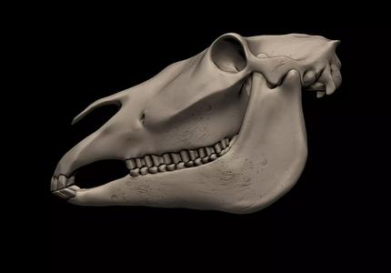 Horse Skull