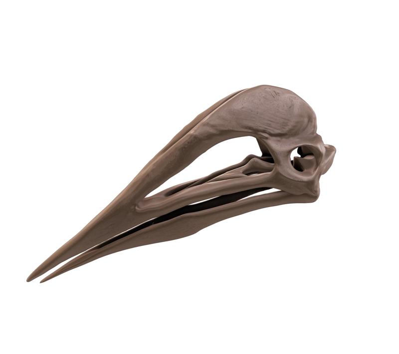 Hatzegopteryx: Skull