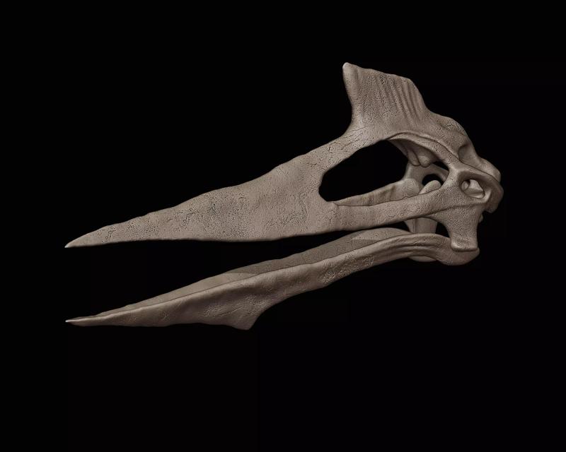 Quetzalcoatlus skull