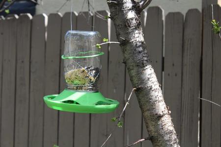 Bird Feeder