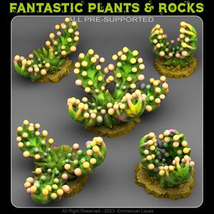 BUBBLE CARNIVOROUS PLANTS