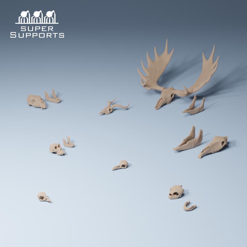 Animal skulls group 3-4