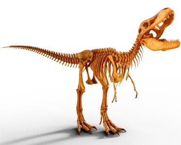 Tyrannosaurus Rex Skeleton