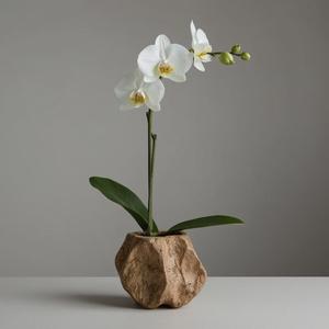 Flower - Orchid
