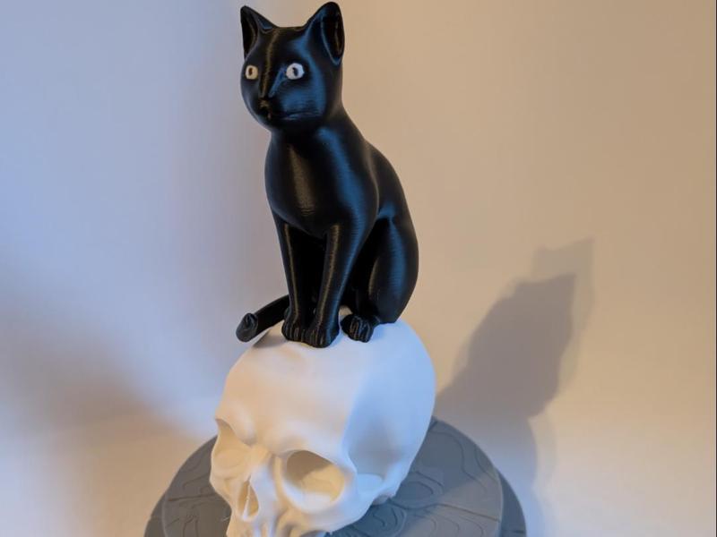 Cat on a Skull