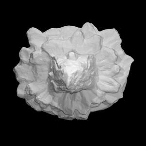 Architectural Feature Bird