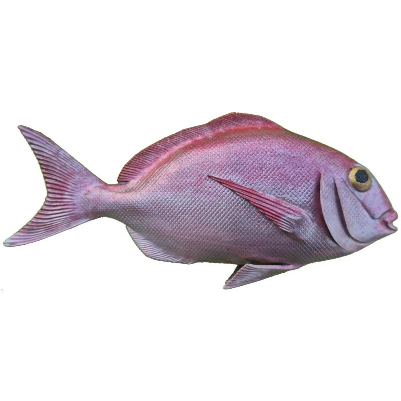 Red Porgy Fish