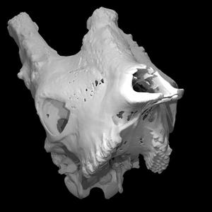 Giraffa camelopardalis, Giraffe