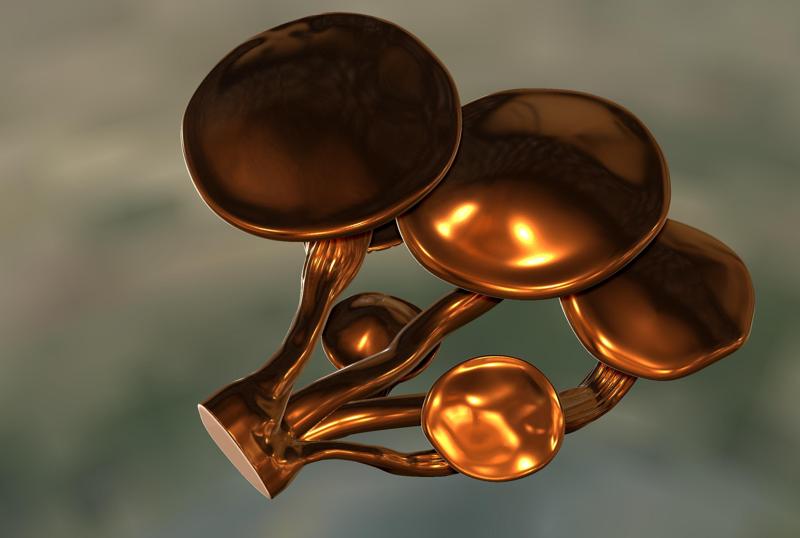 cluster of oyster mushrooms Pleurotus basidiomycetes