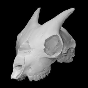 Pygmy goat skull