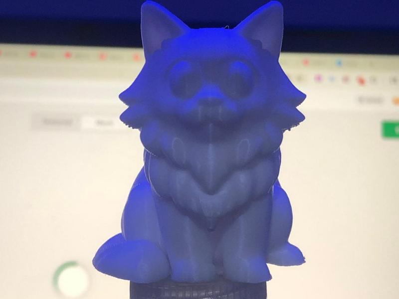 Miniature Maine moon cat/ Cat