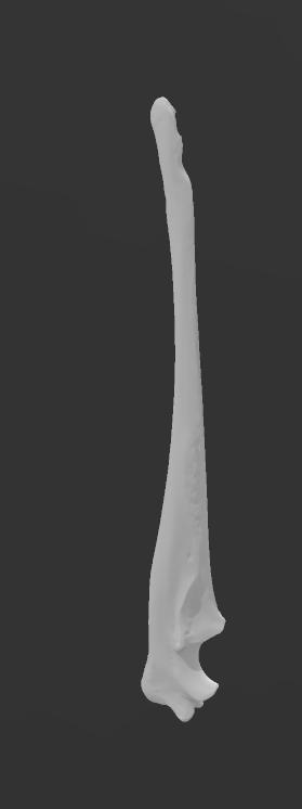 Dog Ulna 3D Scan