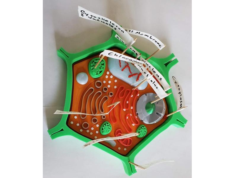 Plant Cell Model Multi-plate (4 Color AMS)