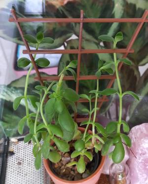 Small trellis | kleines Rankgitter