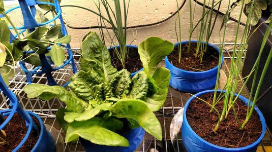 Basic Low Profile Planter