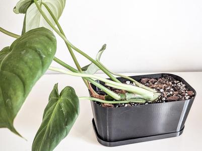 Rectangular Planter – Perfect for Crawling Plants