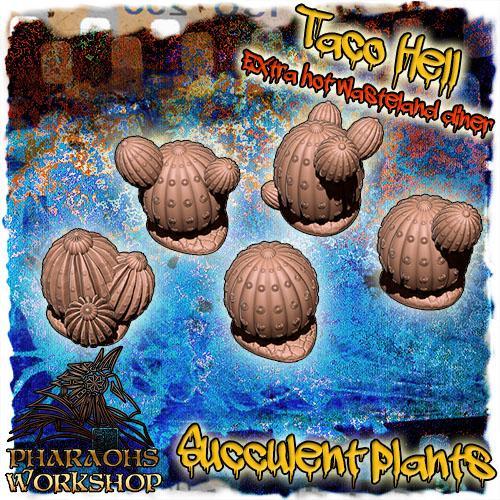 Succulent Plant Scenery