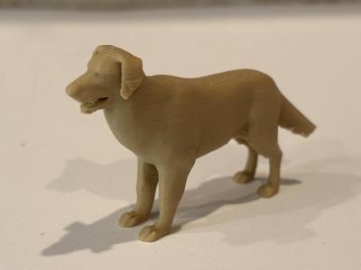 Golden retriever 