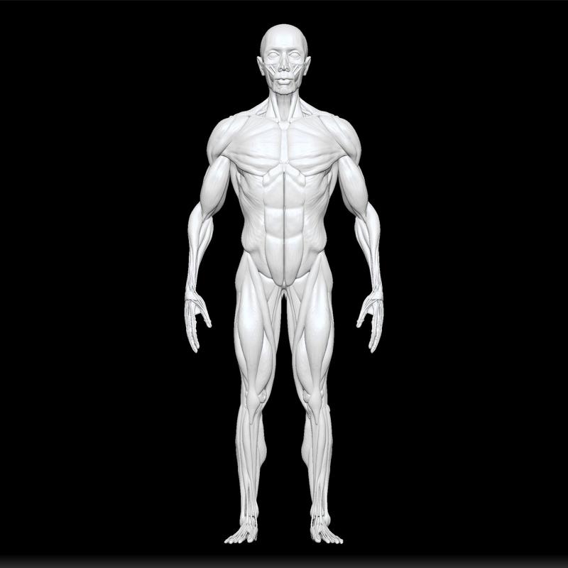 male full body muscles - medical human