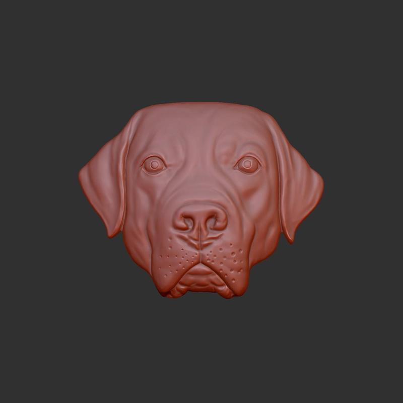 Labrador Retriever head 3d relief .stl file