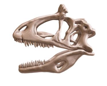 Cryolophosaurus ellioti skull