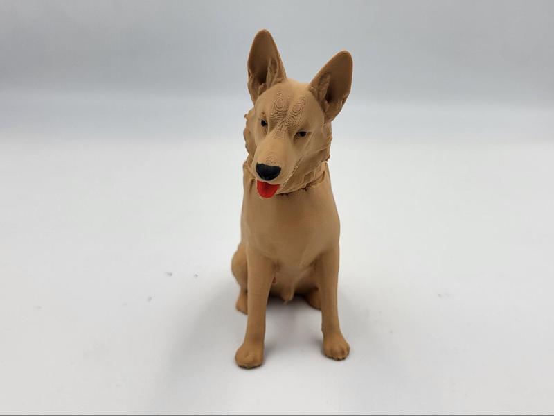 German Shepherd bouncing head