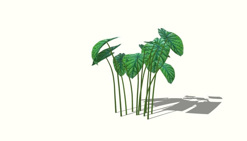 ALOCASIA CLYPEOLATA Tomato Potato Pepper Bread Pumpkin Zucchini Carrot Lettuce Cabbage Apple Melon Watermelon Watermelon kactus Pineapple Plantain Banana Mango Pear Papaya Mussel Lemon Basket Box Plate Kiwi