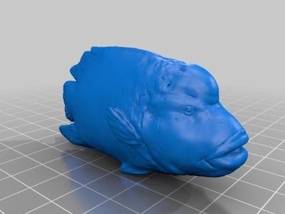 ナポレオンフィッシュ（Napoleonfish）3Dデータ