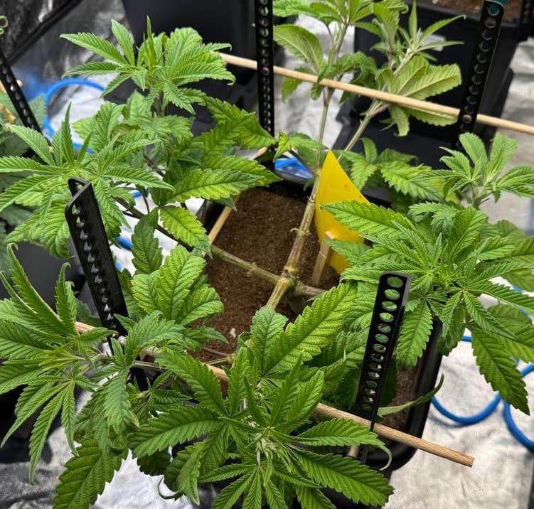 Bi-directional adjustable AutoPot plant training up-rights
