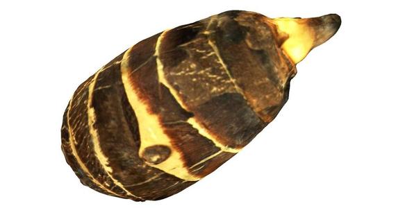 The Taro