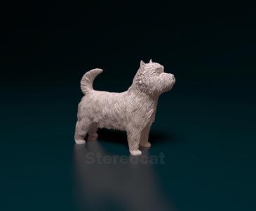 West highland white terrier